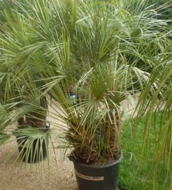 Chamaerops Humilis_kat